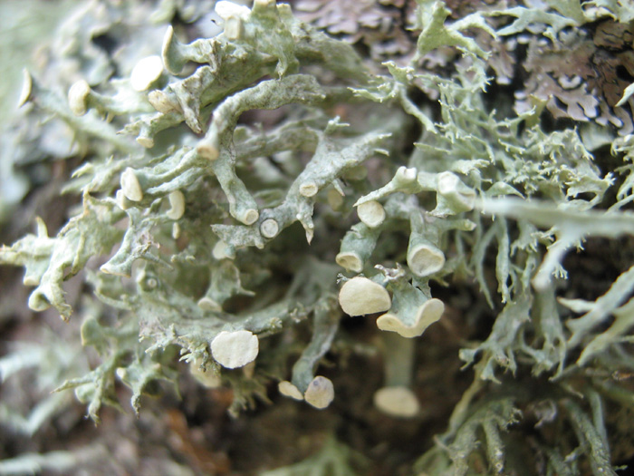 Ramalina fastigiata